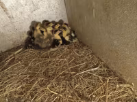 Ducks — foto 3