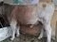 سانڈ, Simmental cattle — تصویر 7