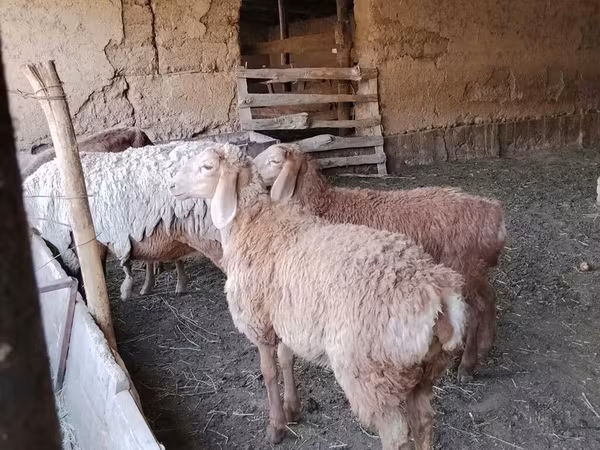 Får, Arashan sheep