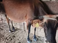 Lembu betina, Cattle — foto 1