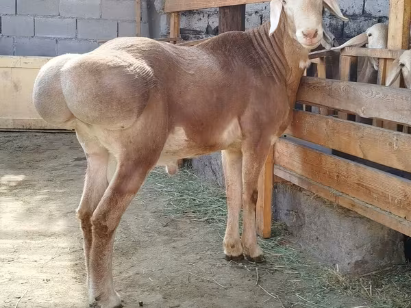Beran, Arashan sheep