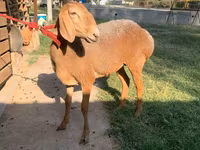 میش, Arashan sheep — عکس 4
