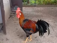Chickens — photo 1