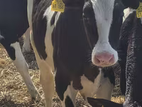 Býk, Russian Black pied cattle — foto 1