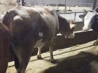 Կով, Simmental cattle — լուսանկար 2
