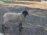 பெண் ஆடு, Tsigai sheep — புகைப்படம் 4