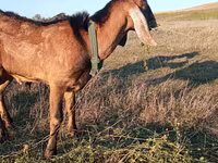 Bode, Nubian Goat — foto 3