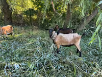 Արու այծ, Այծեր — լուսանկար 2