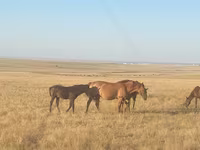 雌馬, Kazakh horse — 写真 1