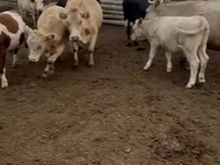 Krava, Simmental cattle — foto 3