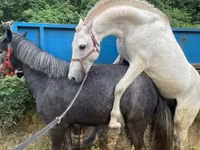 Jument, Chevaux — photo 3