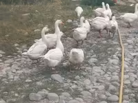 Geese — รูปภาพ 4