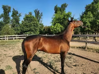 Cal, Akhal-Teke — foto 1