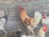 Chickens — تصویر 1