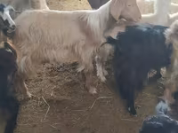Kambing betina, Goats — foto 1