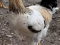 Chickens — foto 2