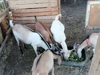 ஆண் வெள்ளாடு, Saanen goat — புகைப்படம் 2