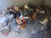 Chickens — photo 2