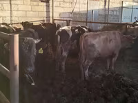 Lembu jantan, Simmental cattle — foto 1