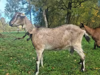 Koza, Alpine goat — foto 1