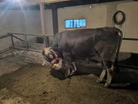 Toro, Bovini — foto 1