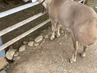 แกะตัวผู้, Rhon sheep — รูปภาพ 6