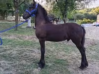 ม้าตัวผู้, Friesian — รูปภาพ 1