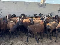 كبش, Hissar sheep — الصورة 1