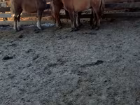 Kůň, Koně — foto 6