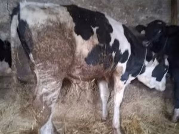 گاو نر, Russian Black pied cattle