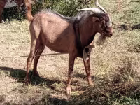 بز (گروه، جنسیت مشخص نشده), Beetal goats — عکس 3