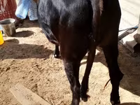 母牛, Cattle — 照片 2