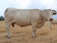 Ko, Charolais cattle — foto 3