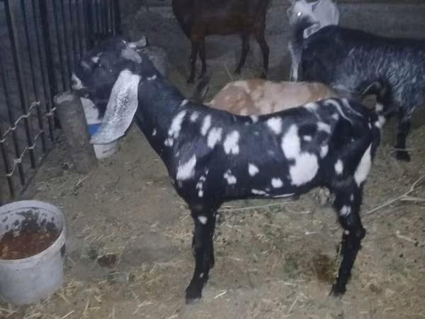 Արու այծ, Beetal goats