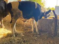 Taureau, Russian Black pied cattle — photo 3
