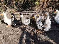 مسکوی خانگی — عکس 2