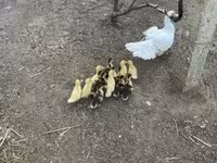 Ducks — รูปภาพ 3