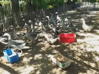 Geese — 4 зураг