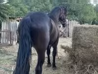 Айғыр, Friesian — 4-сурет