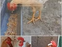 Chickens — புகைப்படம் 3