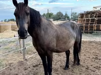 Kůň, Hucul pony — foto 2
