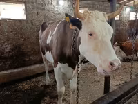 Krava, Simmental cattle — foto 5