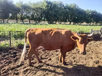 Krowa, Simmental cattle — zdjęcie 4