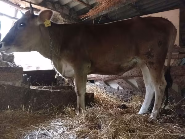 Vaca, Raça vermelho-malhada