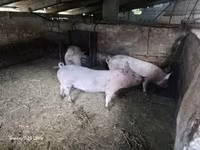 ሴት አሣማ — ፎቶ 3