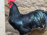 Australorp — foto 1