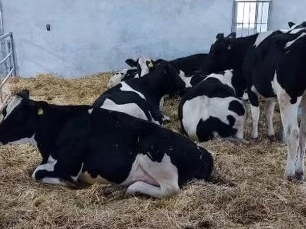 Lembu betina, Holstein breed