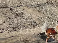 Turkeys — عکس 6
