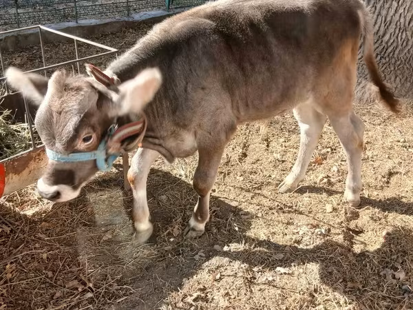 วัวตัวผู้, Swiss cattle