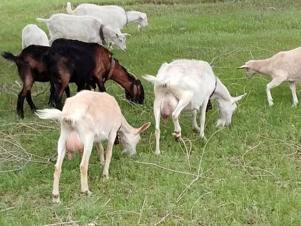 Κατσίκα, Saanen goat
